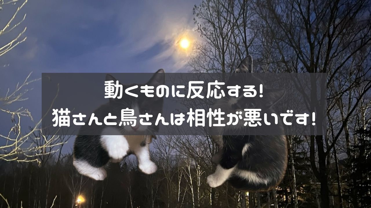 猫アイキャッチ