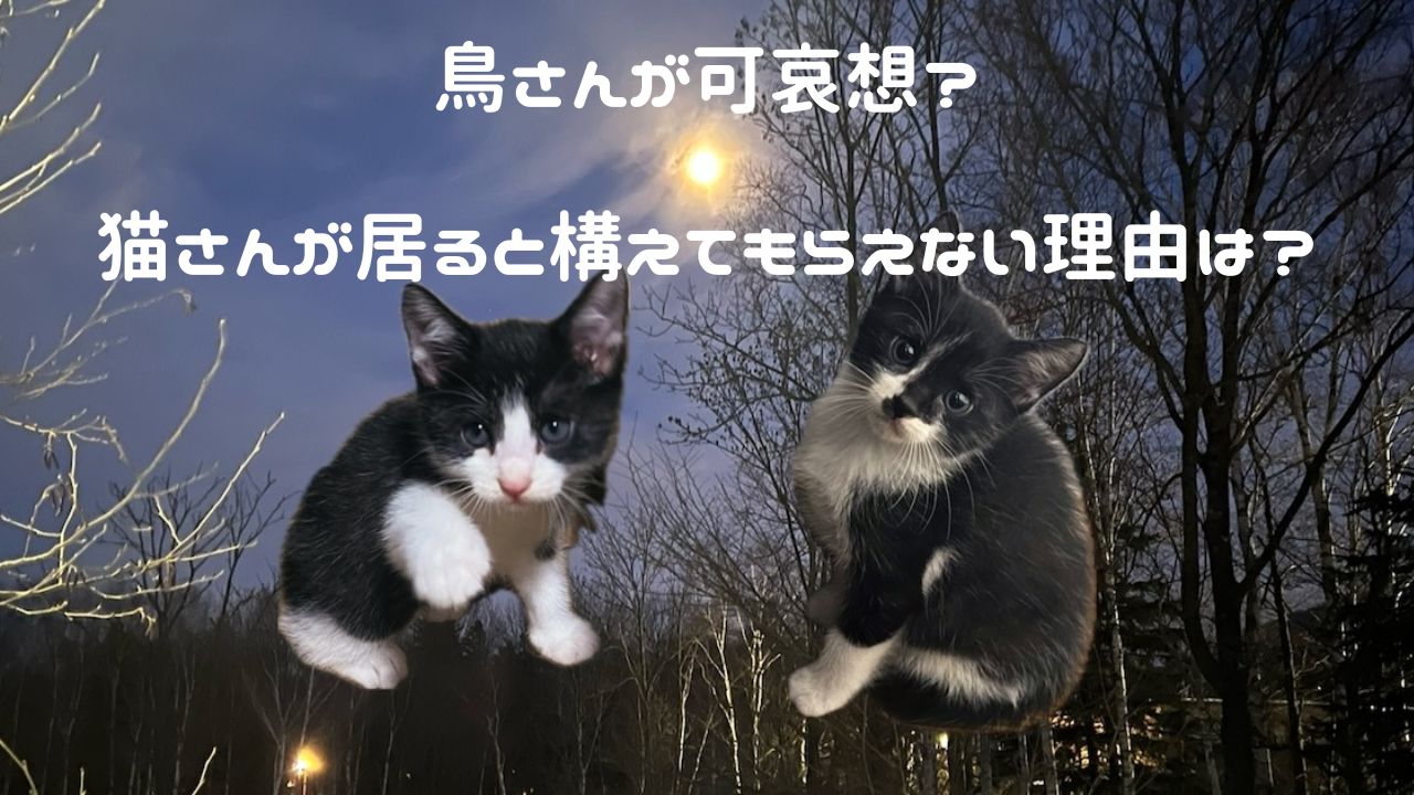 猫アイキャッチ