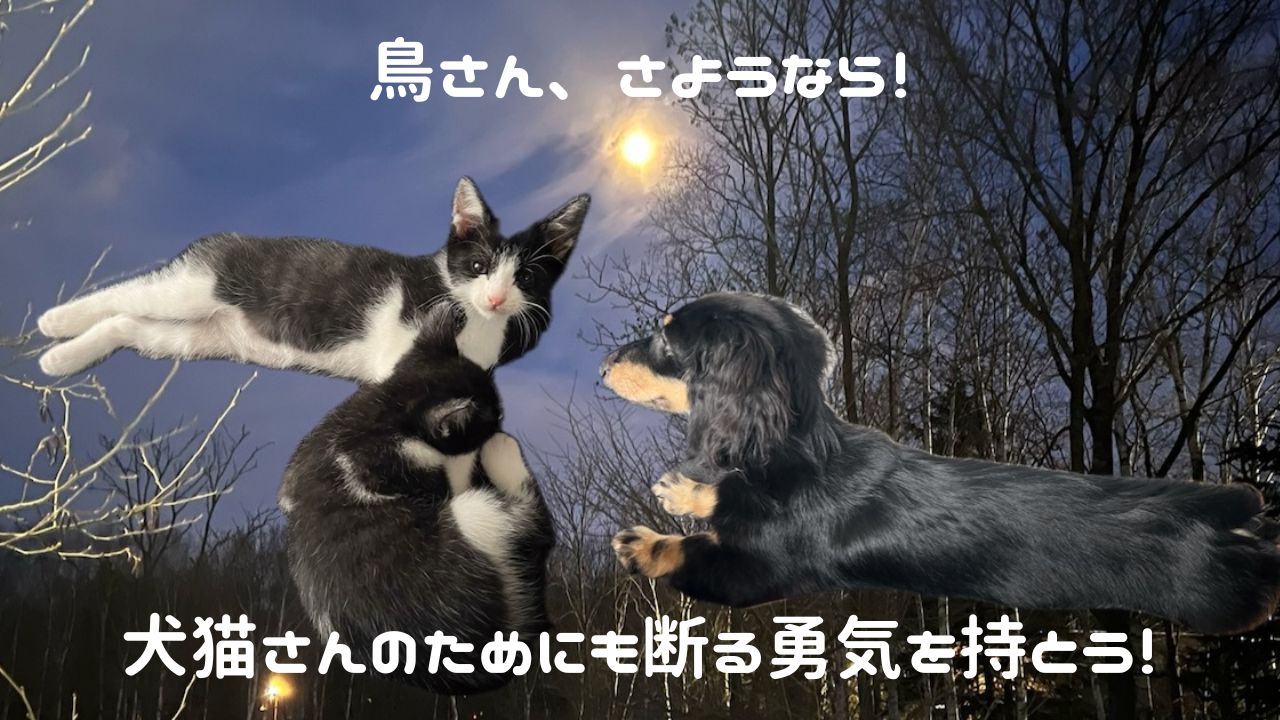 犬猫アイキャッチ 鳥さんとの別れ