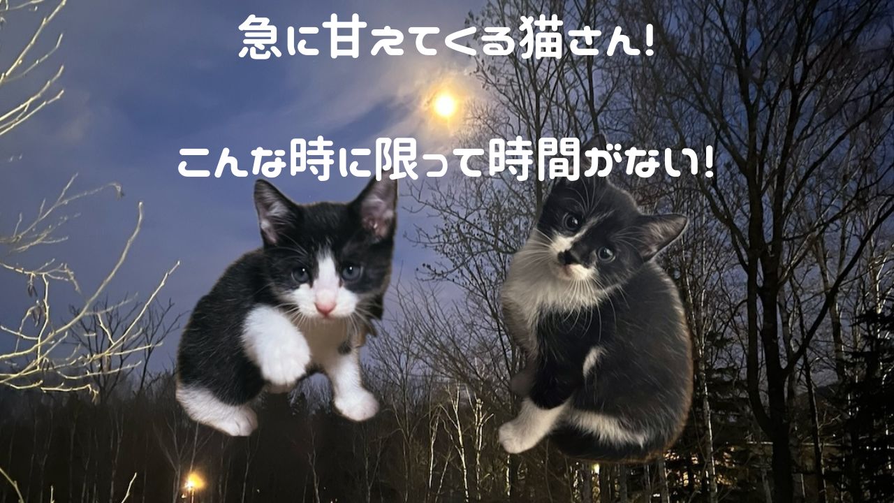 猫アイキャッチ 甘えてくるけど時間が