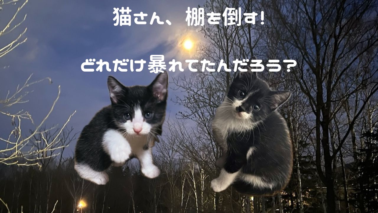 猫アイキャッチ 棚を倒す