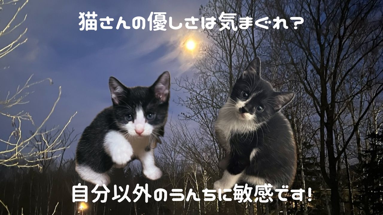 猫アイキャッチ 気まぐれの優しさ