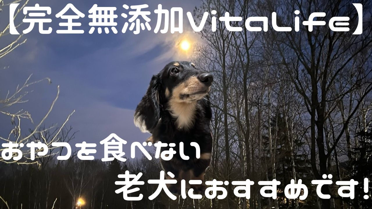 犬アイキャッチ VitaLife