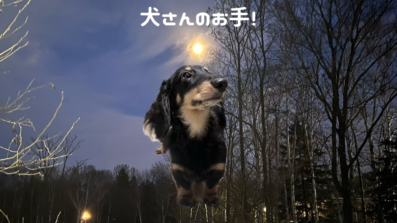 犬アイキャッチ お手