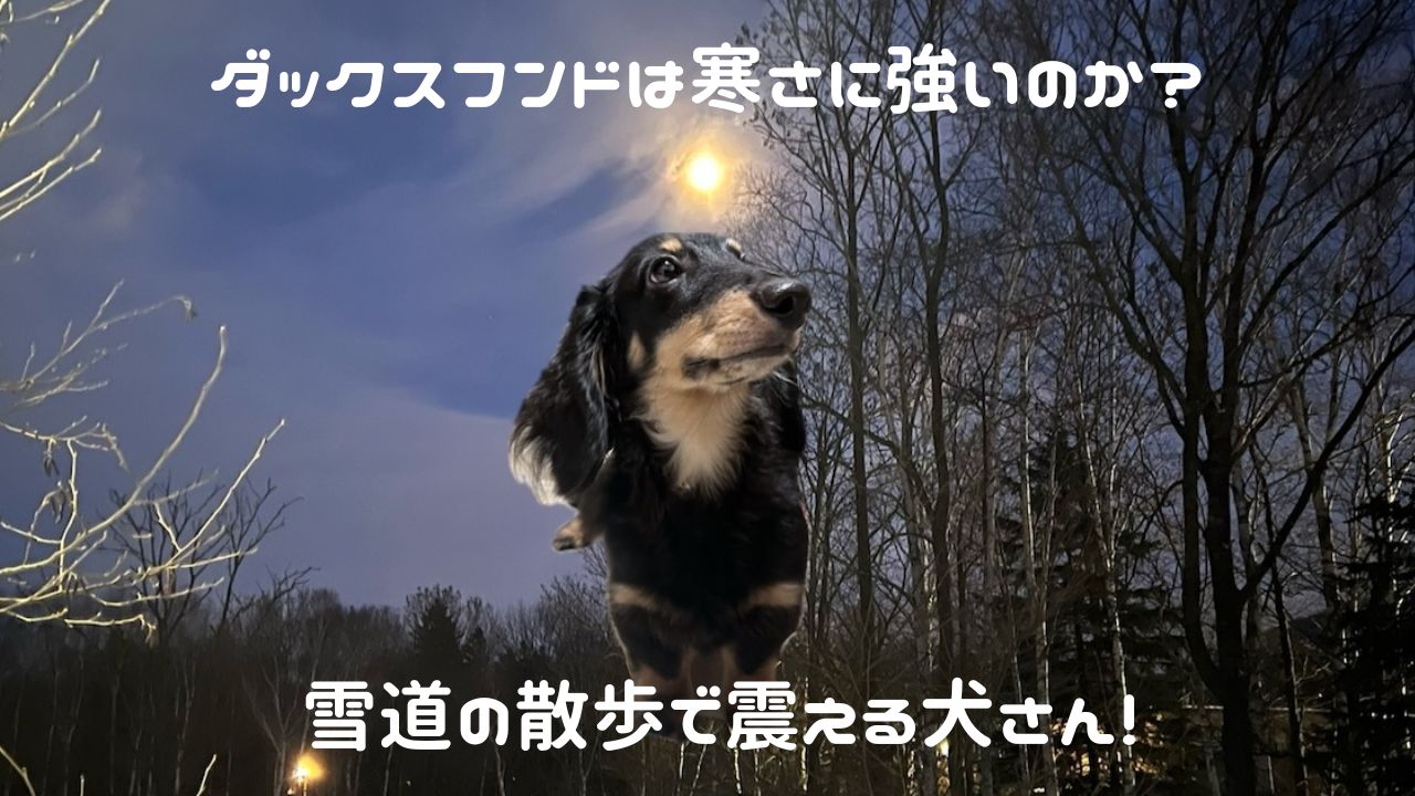 犬アイキャッチ ダックスフンドは寒さに強い？