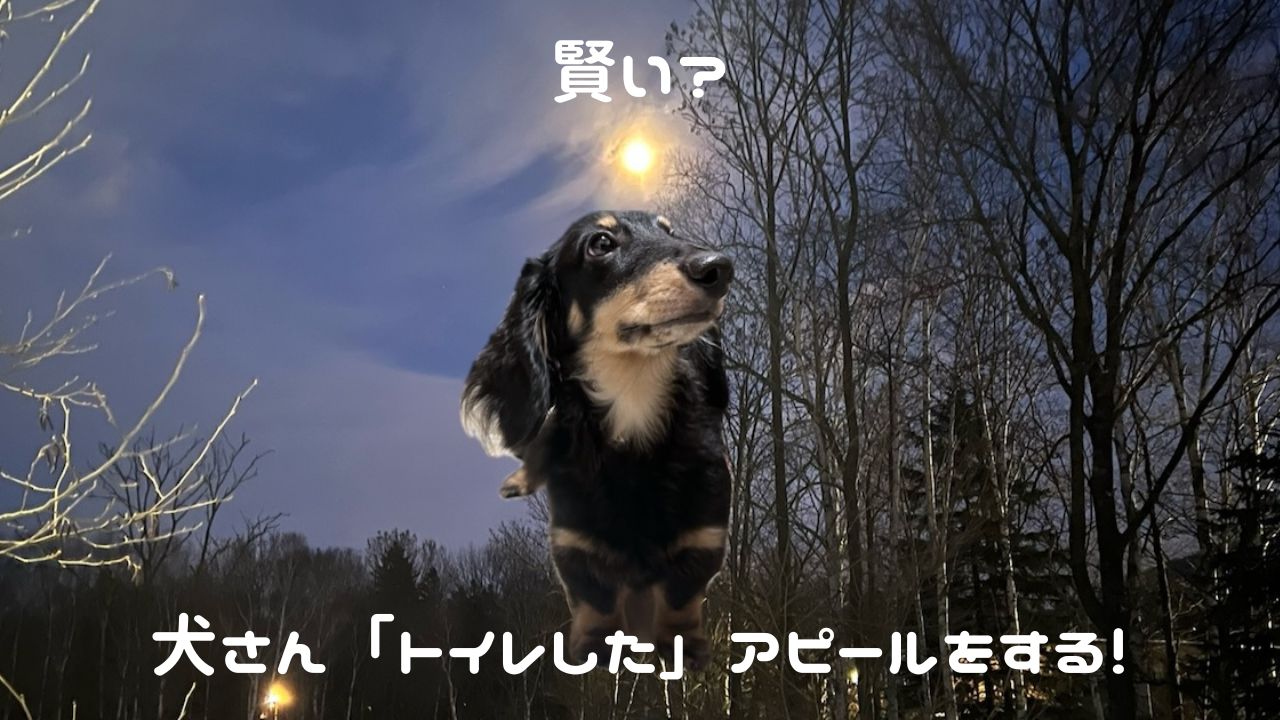 犬アイキャッチ トイレしたアピール