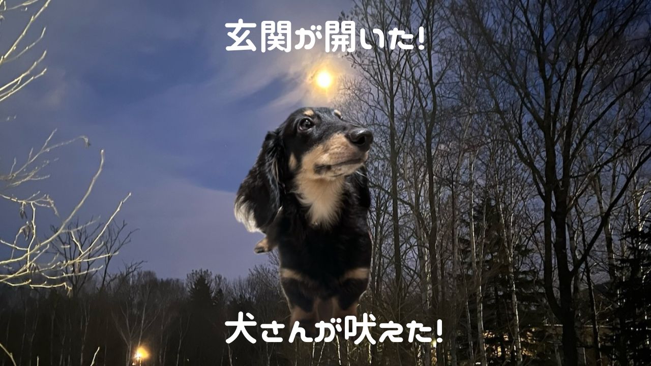 犬アイキャッチ 玄関の音で吠える