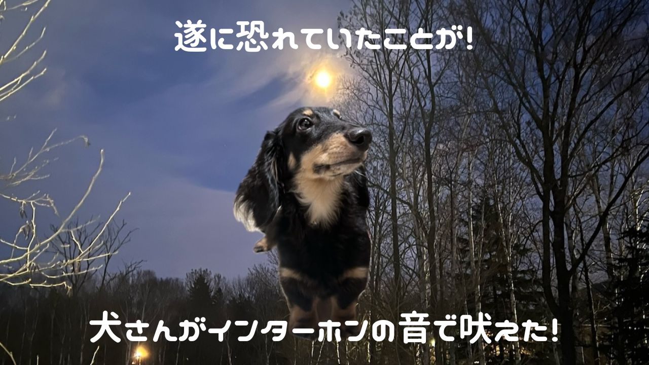 犬アイキャッチ インターホンの音