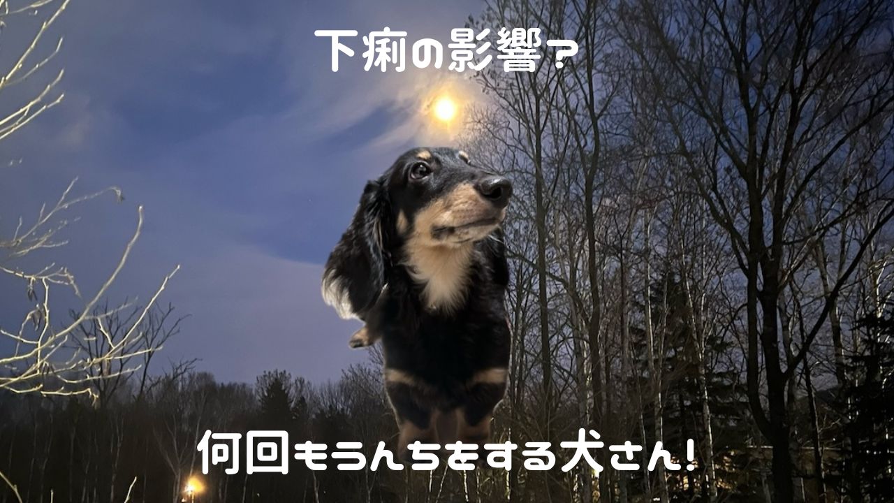 犬アイキャッチ うんちを何回もする