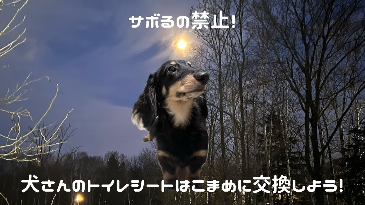 犬アイキャッチ こまめにシートの交換