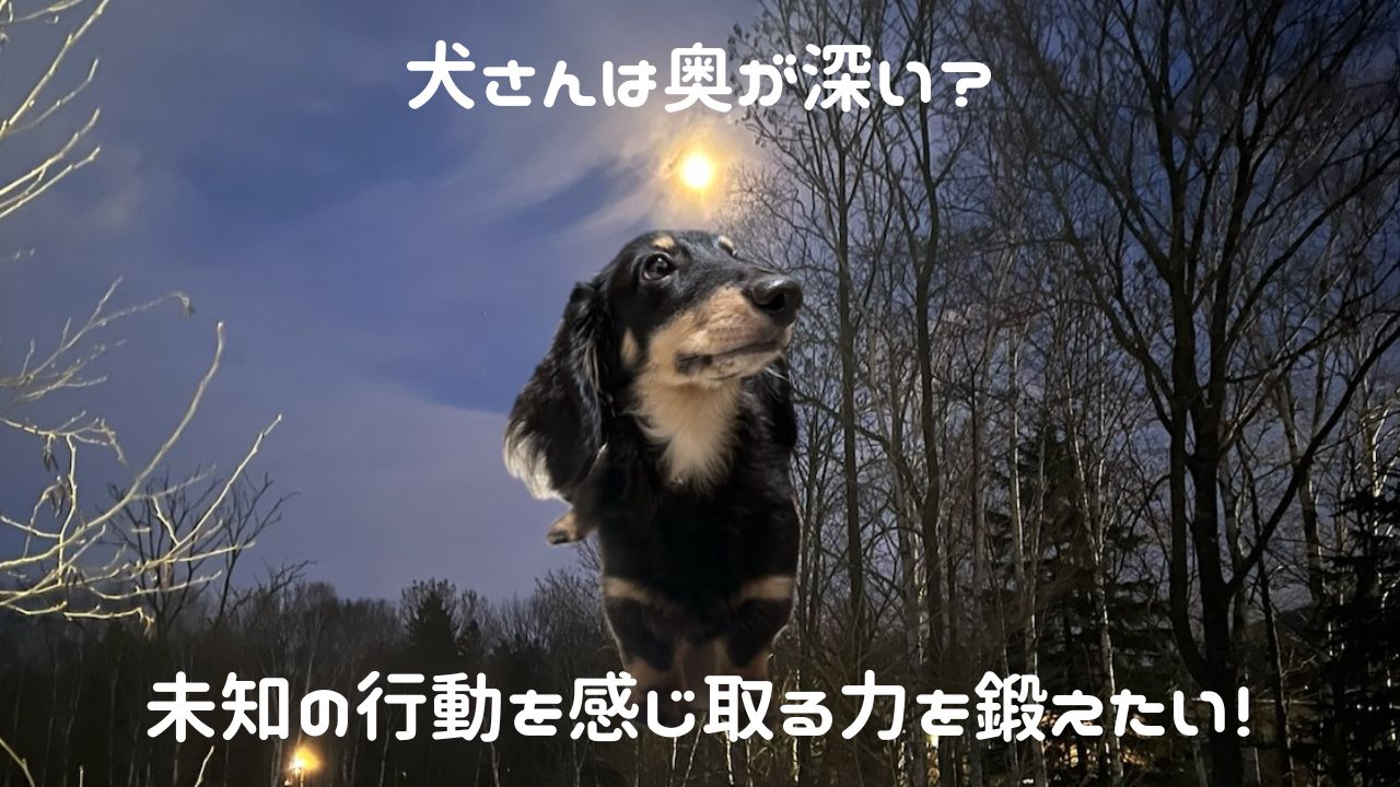 犬アイキャッチ 犬さんの未知の行動