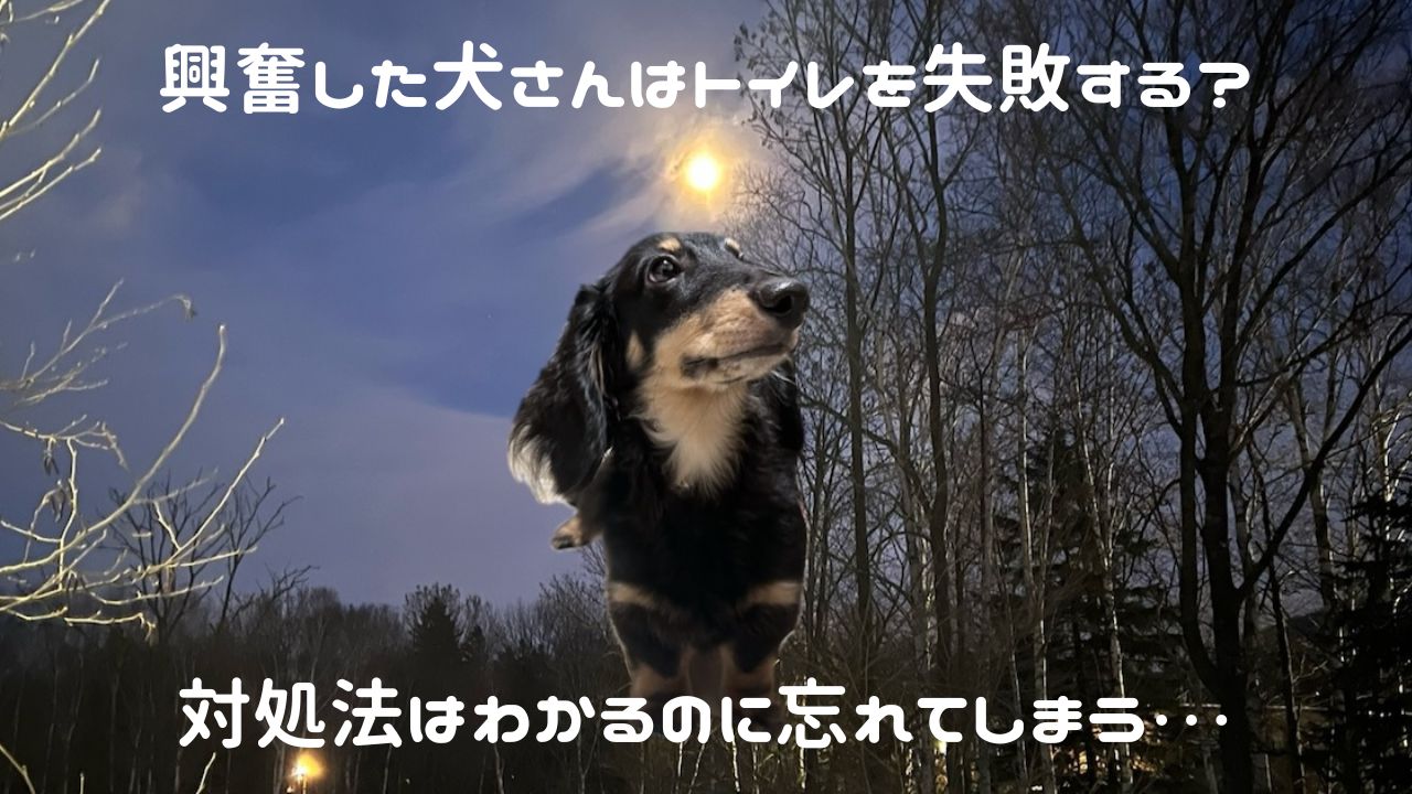 犬アイキャッチ 興奮するとトイレ失敗