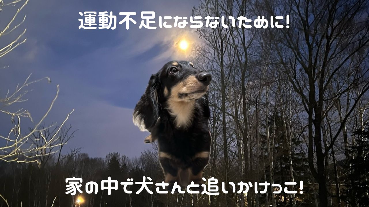 犬アイキャッチ 家の中で追いかけっこ