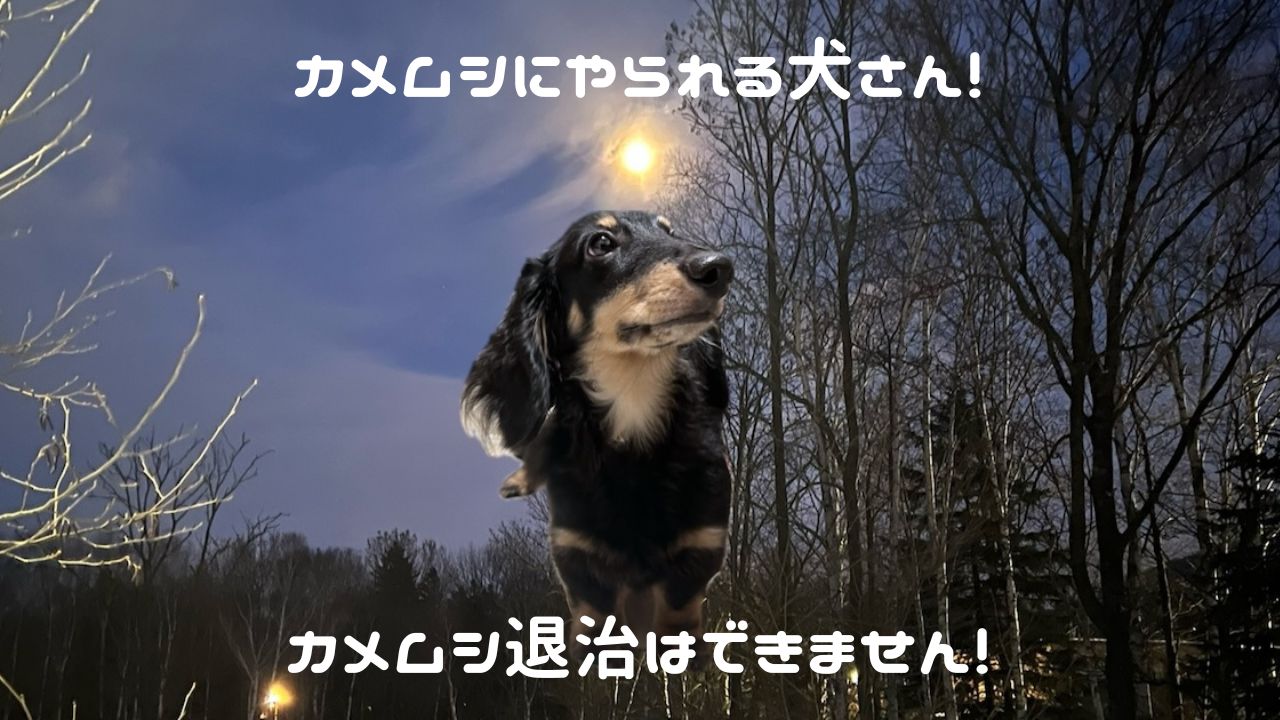 犬アイキャッチ カメムシVS犬