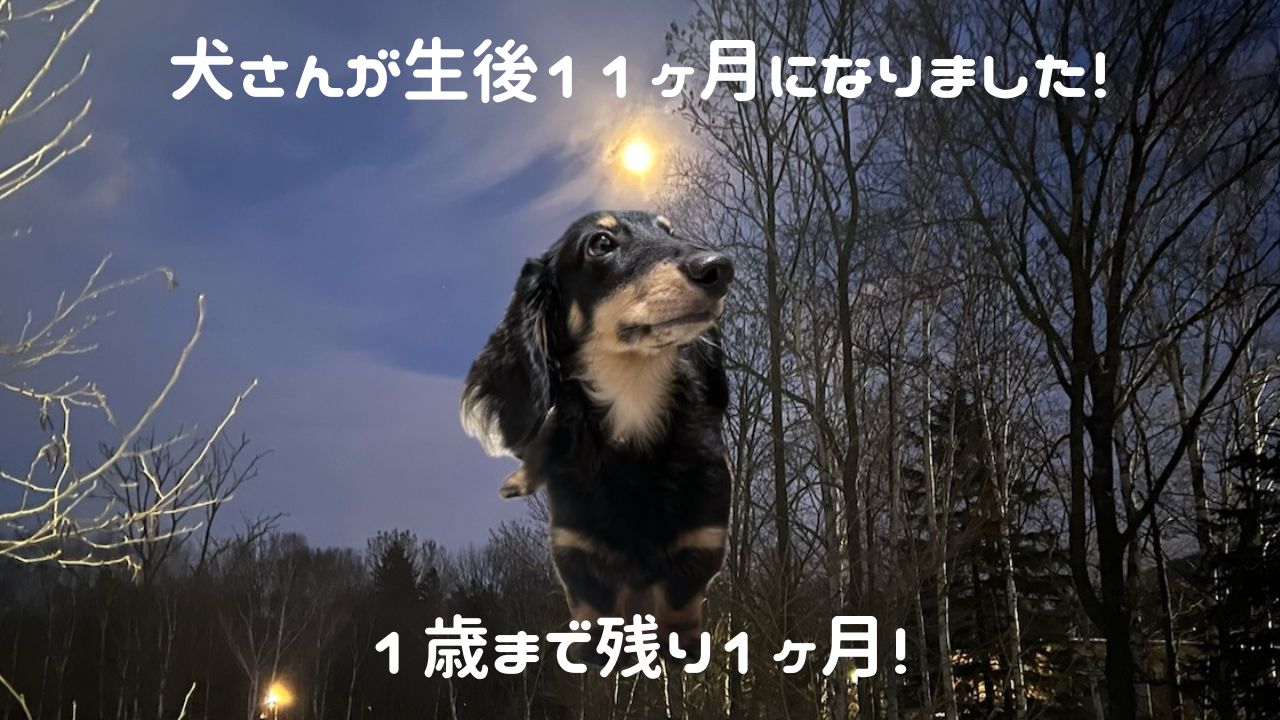 犬アイキャッチ 生後11ヶ月