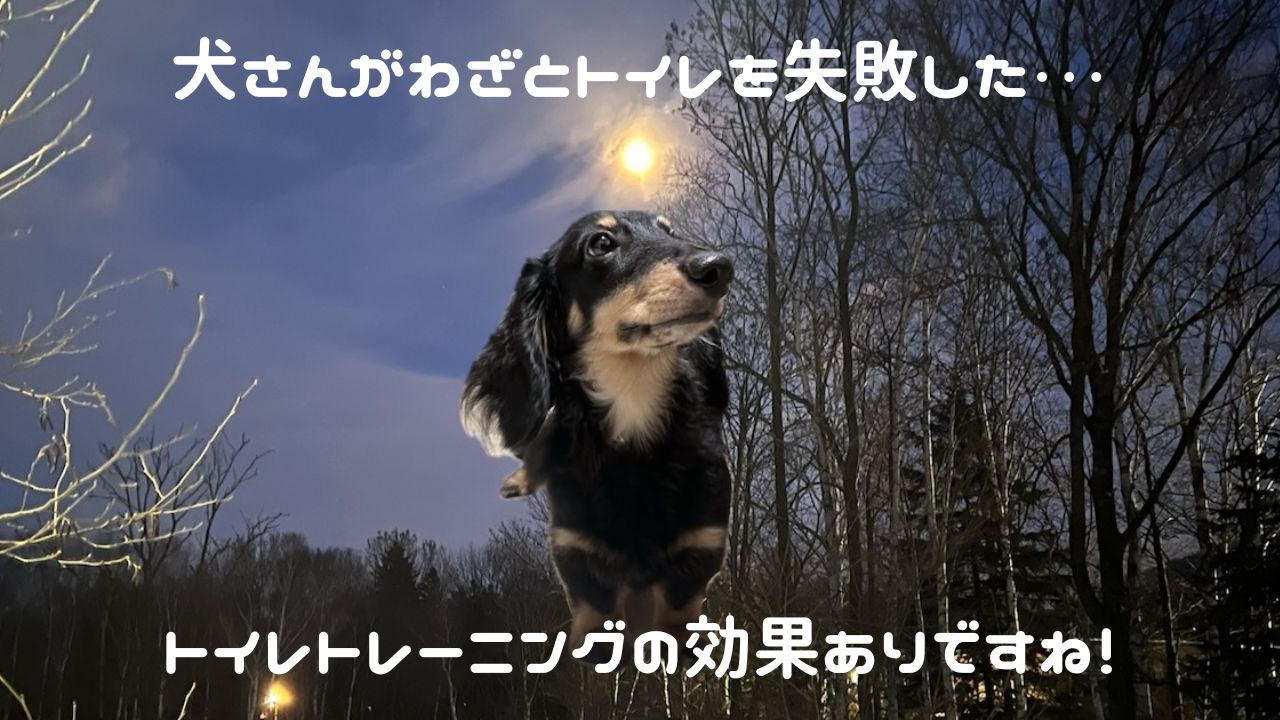 犬アイキャッチ わざとトイレ失敗