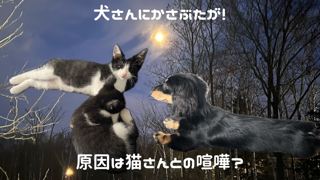 犬猫アイキャッチ 犬さんにかさぶた