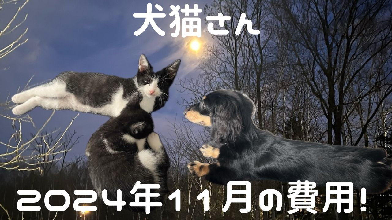 犬猫アイキャッチ 2024年11月費用