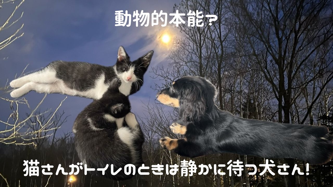 犬猫アイキャッチ 動物的本能。