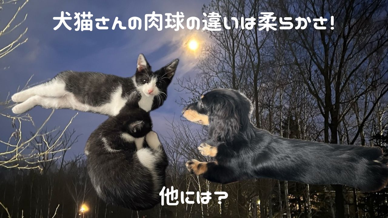 犬猫アイキャッチ 肉球の違い