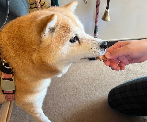 VitaLifeを食べる犬さん