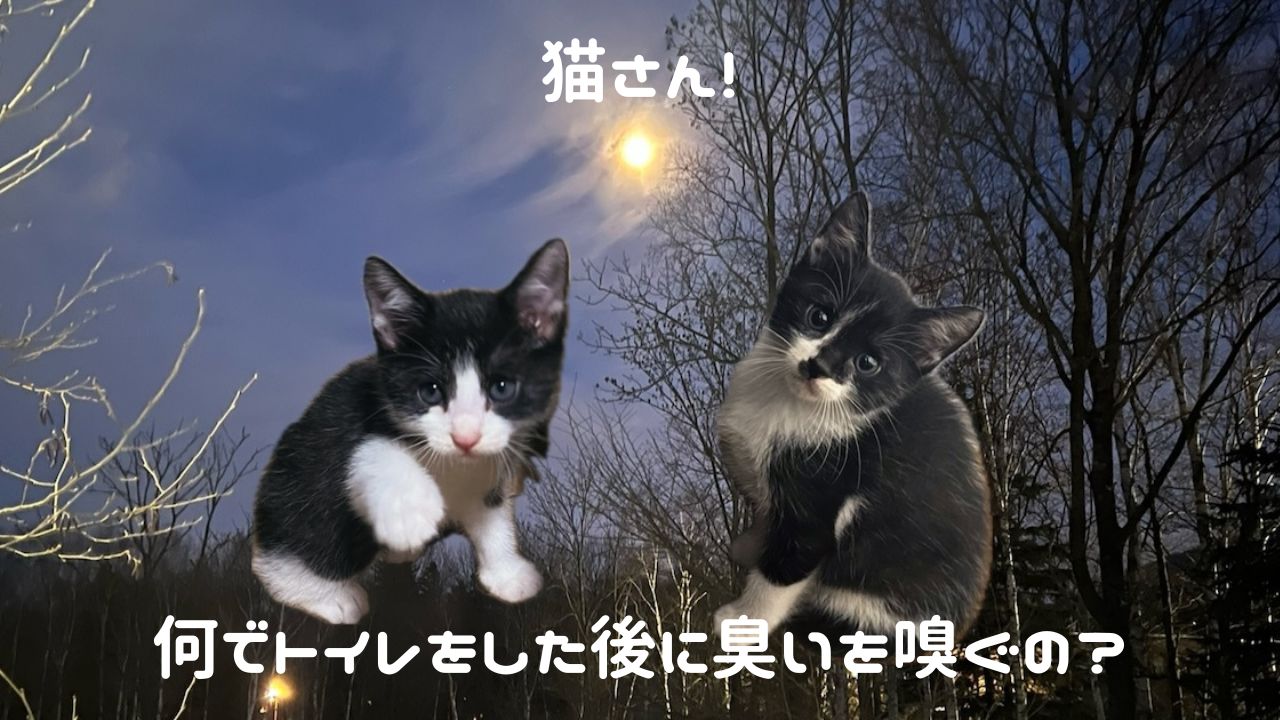 猫アイキャッチ トイレの臭いを嗅ぐ