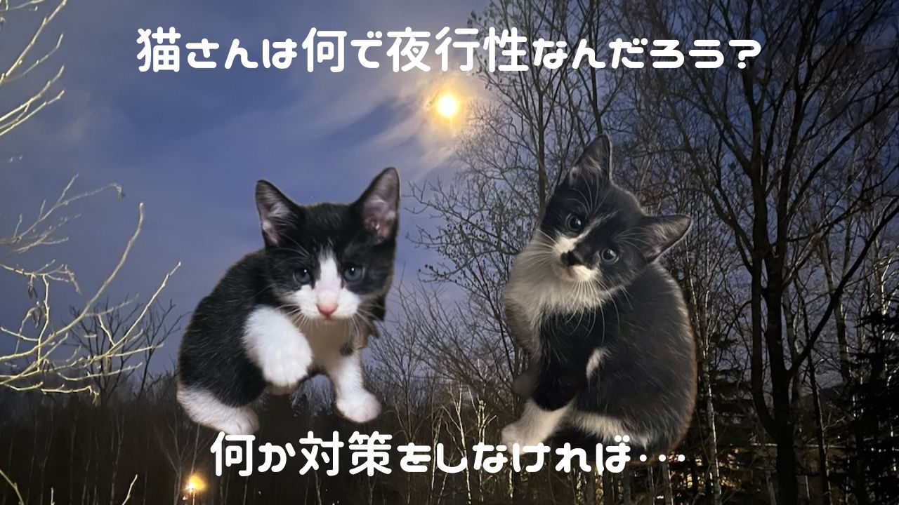 猫アイキャッチ 猫さんは夜行性