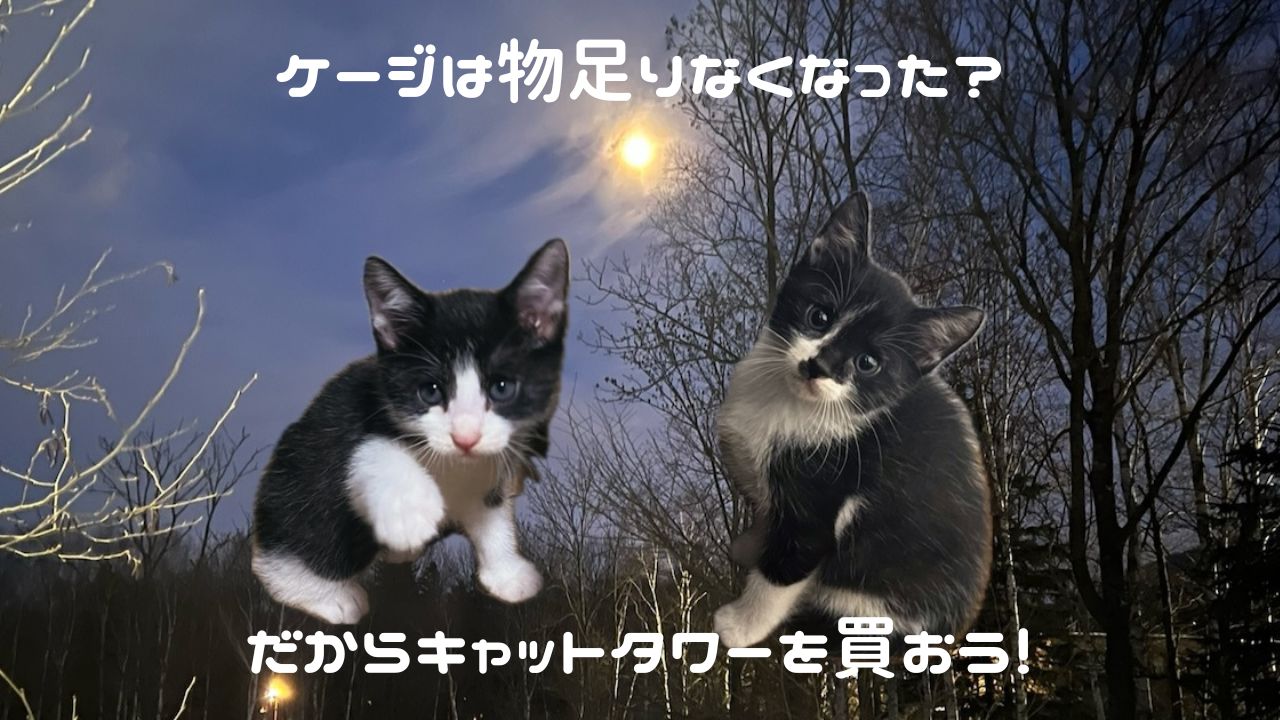 猫アイキャッチ 登らなくなった