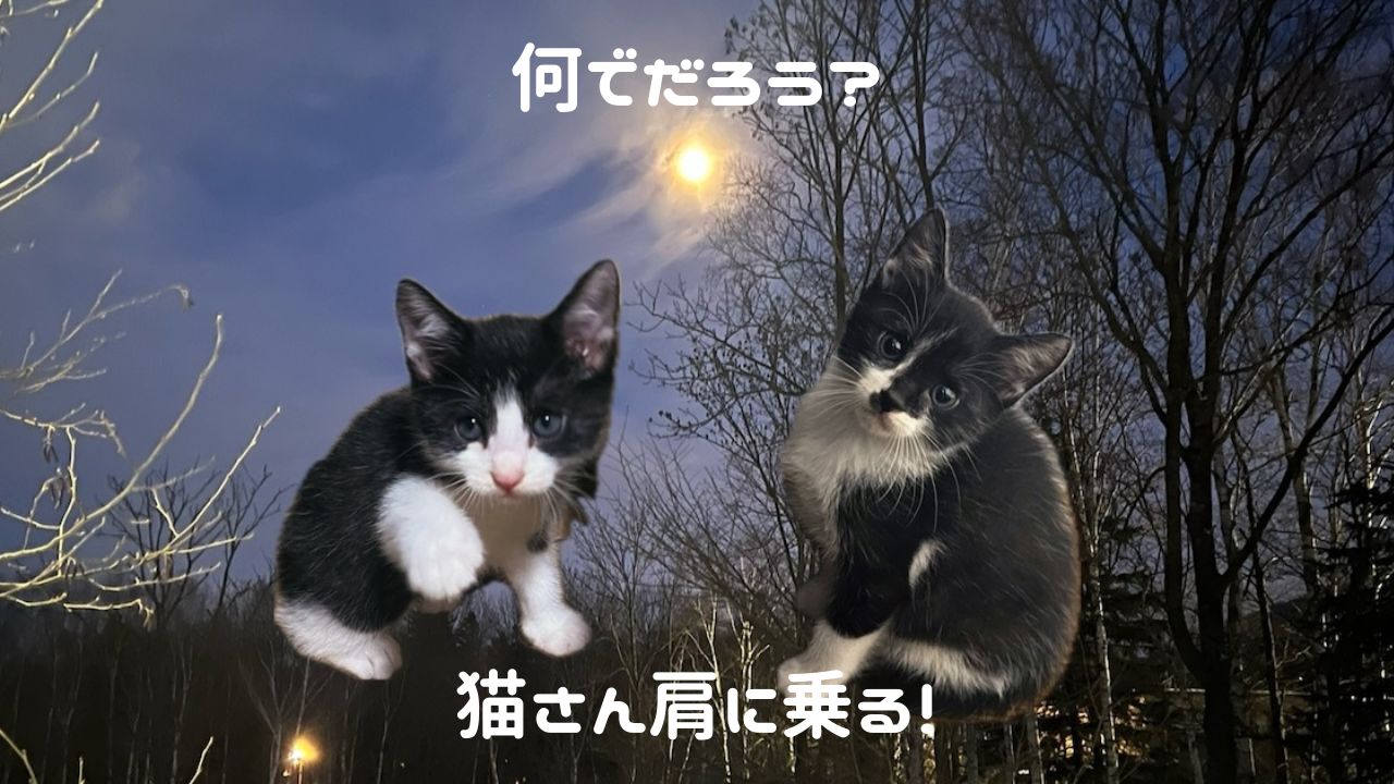 猫アイキャッチ 猫さん肩に乗る