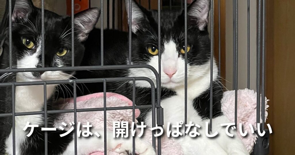 ケージは、開けっぱなしでいい アイキャッチ