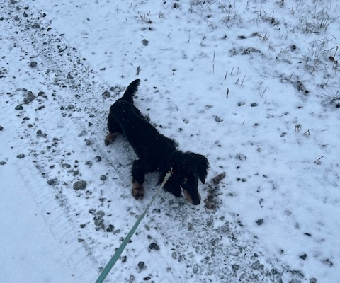 雪道の散歩をする犬さん