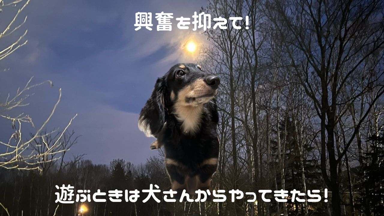 犬アイキャッチ 遊ぶときは犬さんから