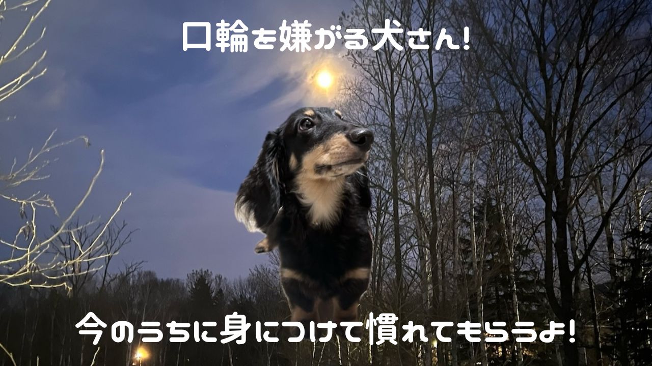 犬アイキャッチ 口輪嫌がる