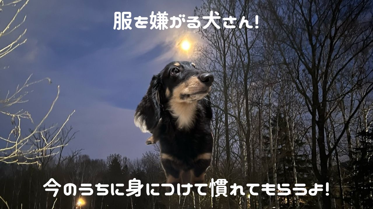 犬アイキャッチ 服嫌がる