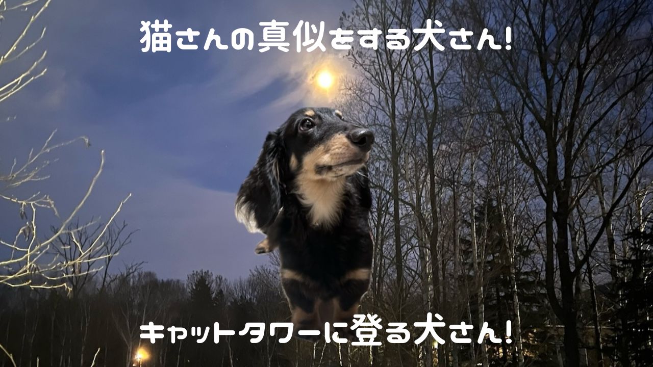 犬アイキャッチ キャットタワーに登る犬さん