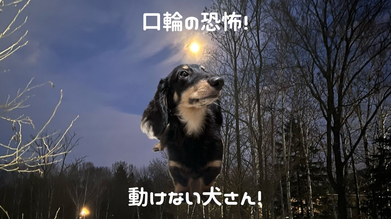 犬アイキャッチ 口輪の恐怖