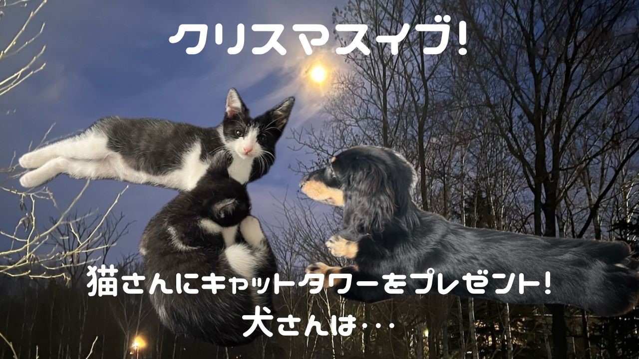 犬猫アイキャッチ クリスマスイブ