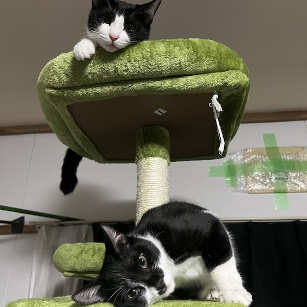 保護猫2匹と1年半使った本音3