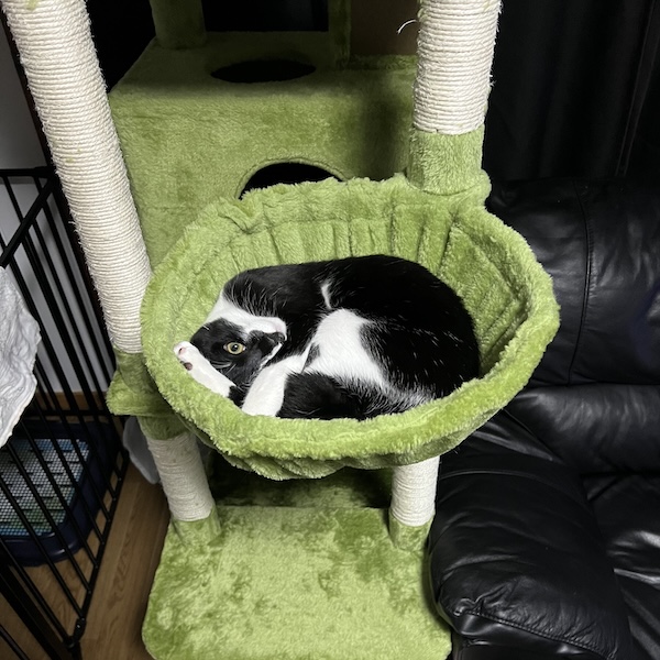 保護猫2匹と1年半使った本音4