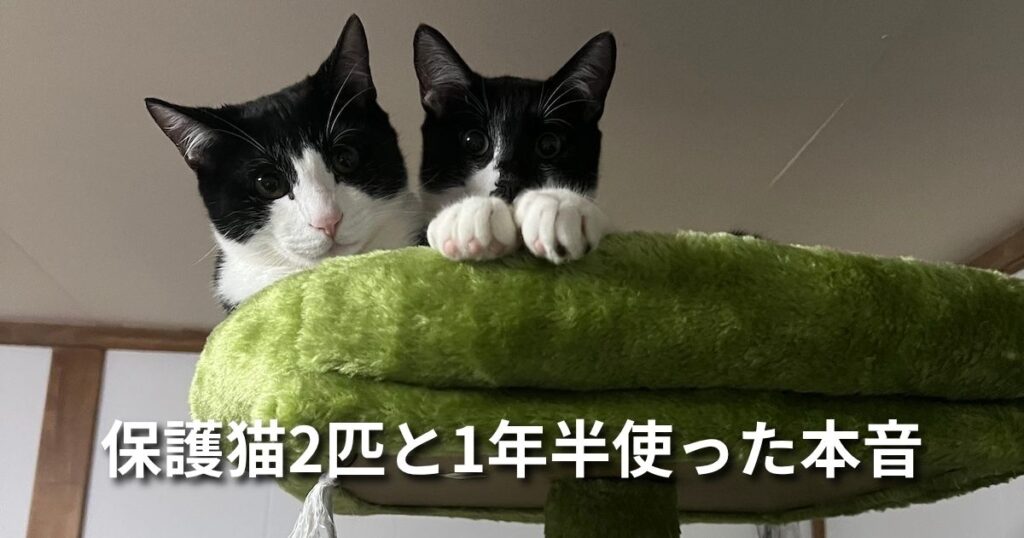 保護猫2匹と1年半使った本音 アイキャッチ