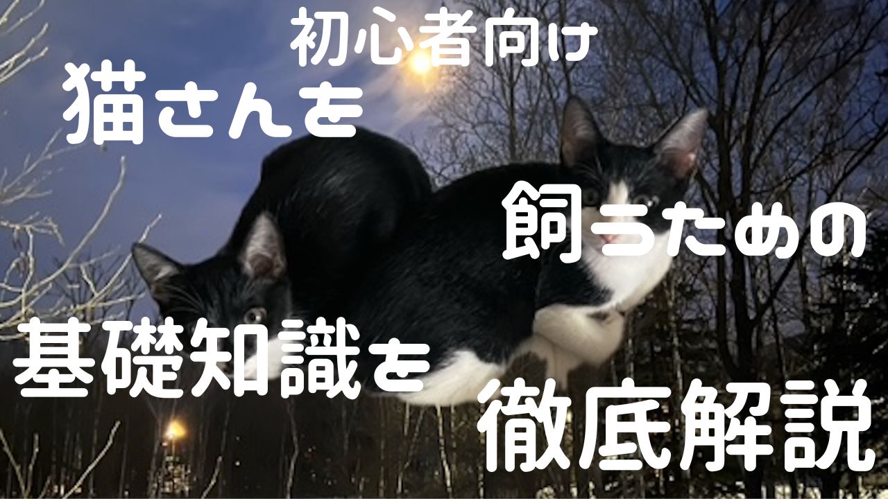 猫アイキャッチ 基礎知識を徹底解説