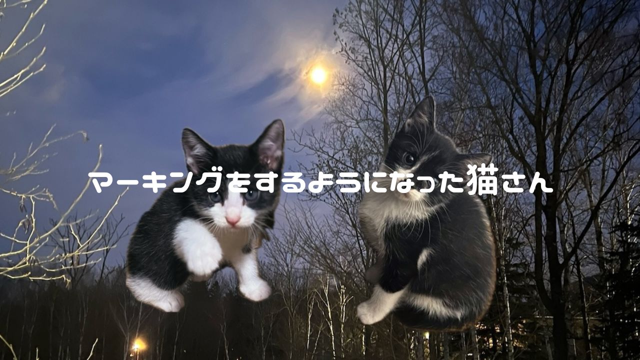 猫アイキャッチ マーキングする猫さん