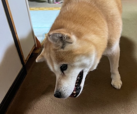 前庭疾患になった犬さん