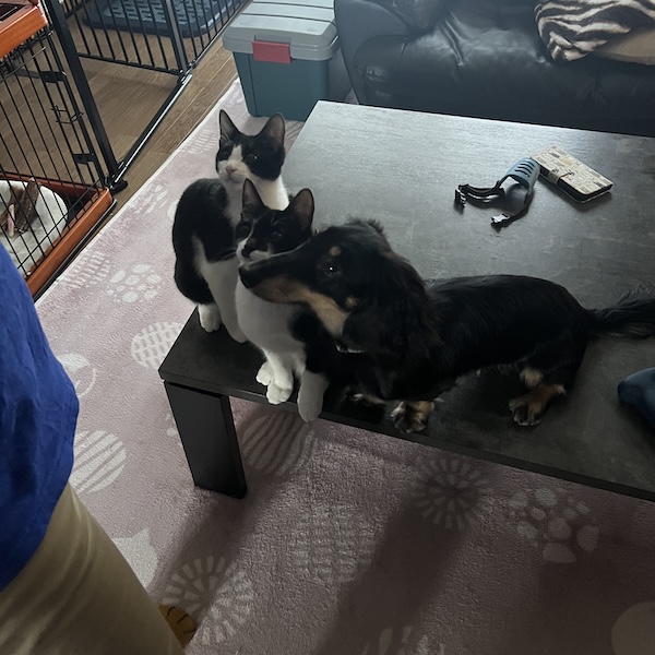 犬猫まとめ5