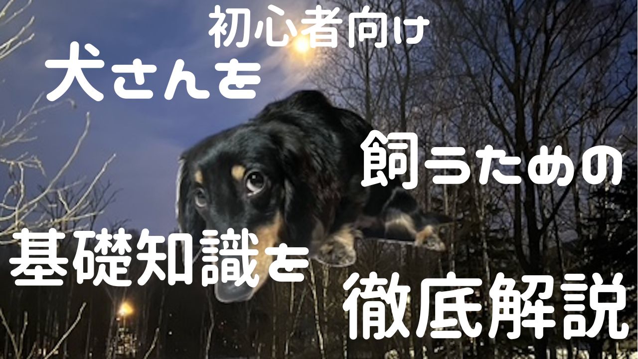 犬アイキャッチ 基礎知識を徹底解説