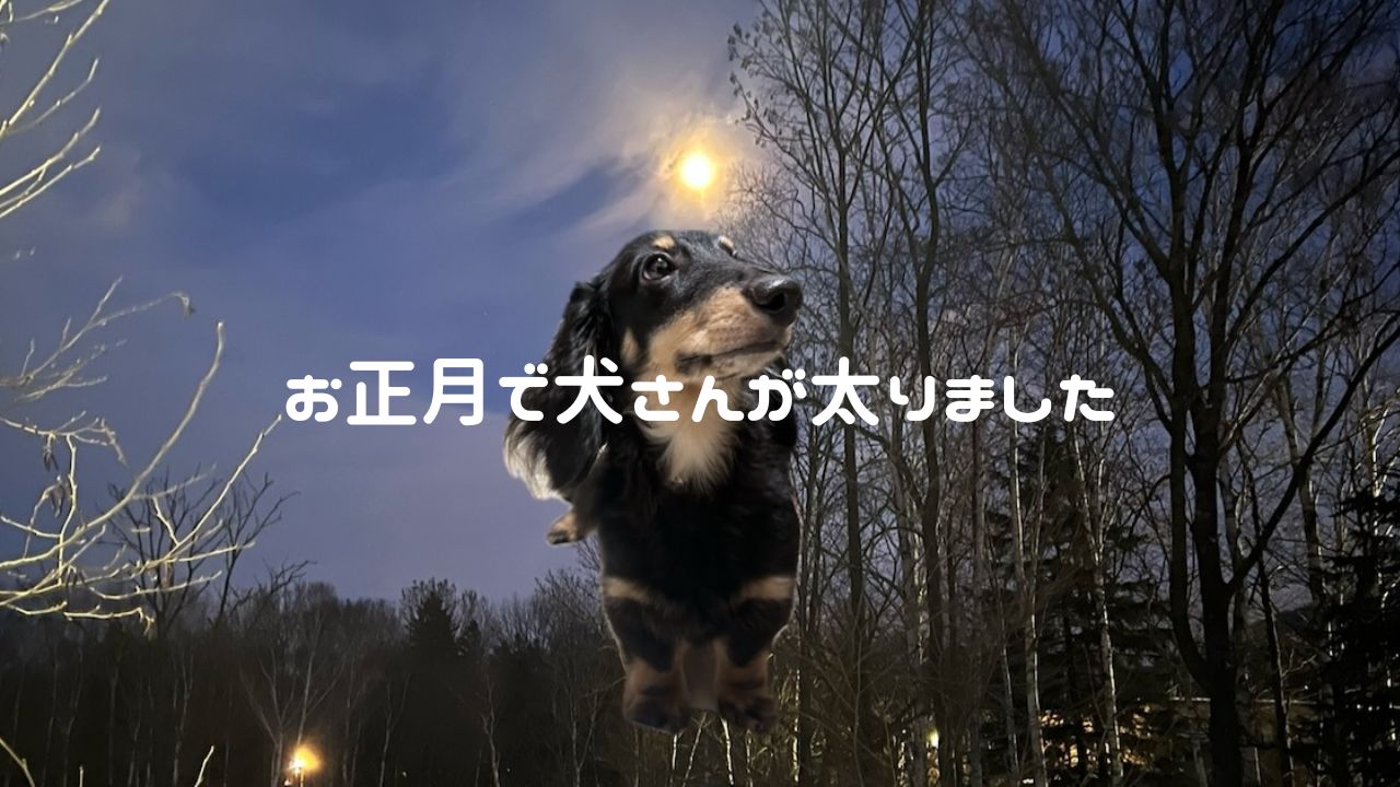 犬アイキャッチ お正月で太った犬さん