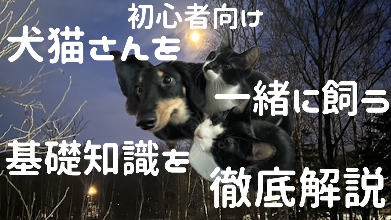 犬猫アイキャッチ 基礎知識を徹底解説