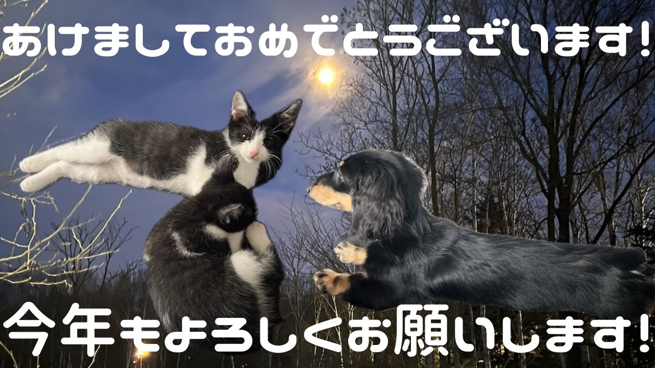 犬猫アイキャッチ あけましておめでとうございます。今年もよろしくお願いします。