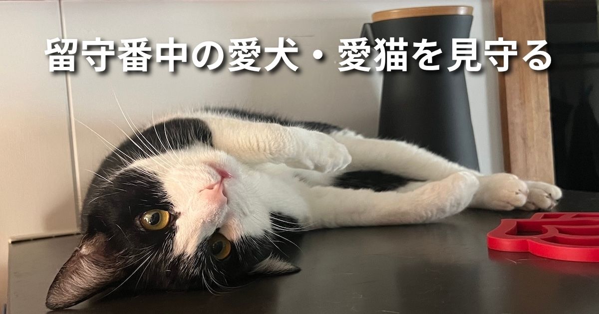留守番中の愛犬・愛猫を見守る アイキャッチ
