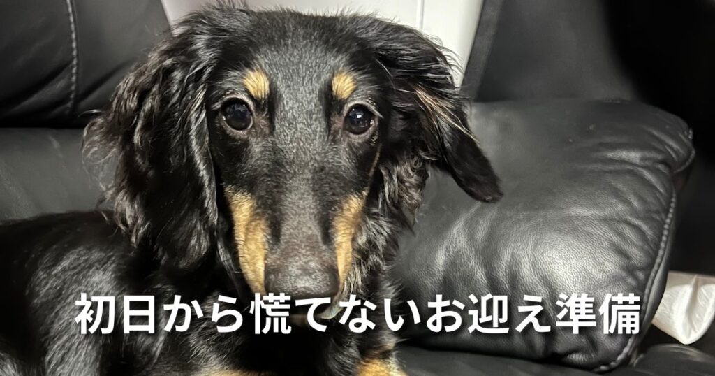 初日から慌てないお迎え準備 アイキャッチ